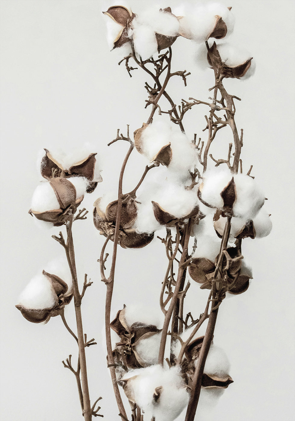 Poster „Trockene Baumwollpflanze“ - Posterbox.dk