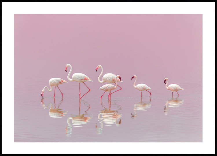 Flamingos Plakat - Posterbox