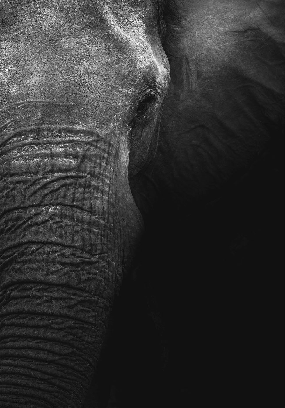 Elefanten-Poster - Posterbox.dk