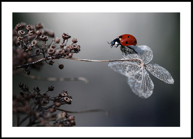 Ladybird on hydrangea. - Posterbox