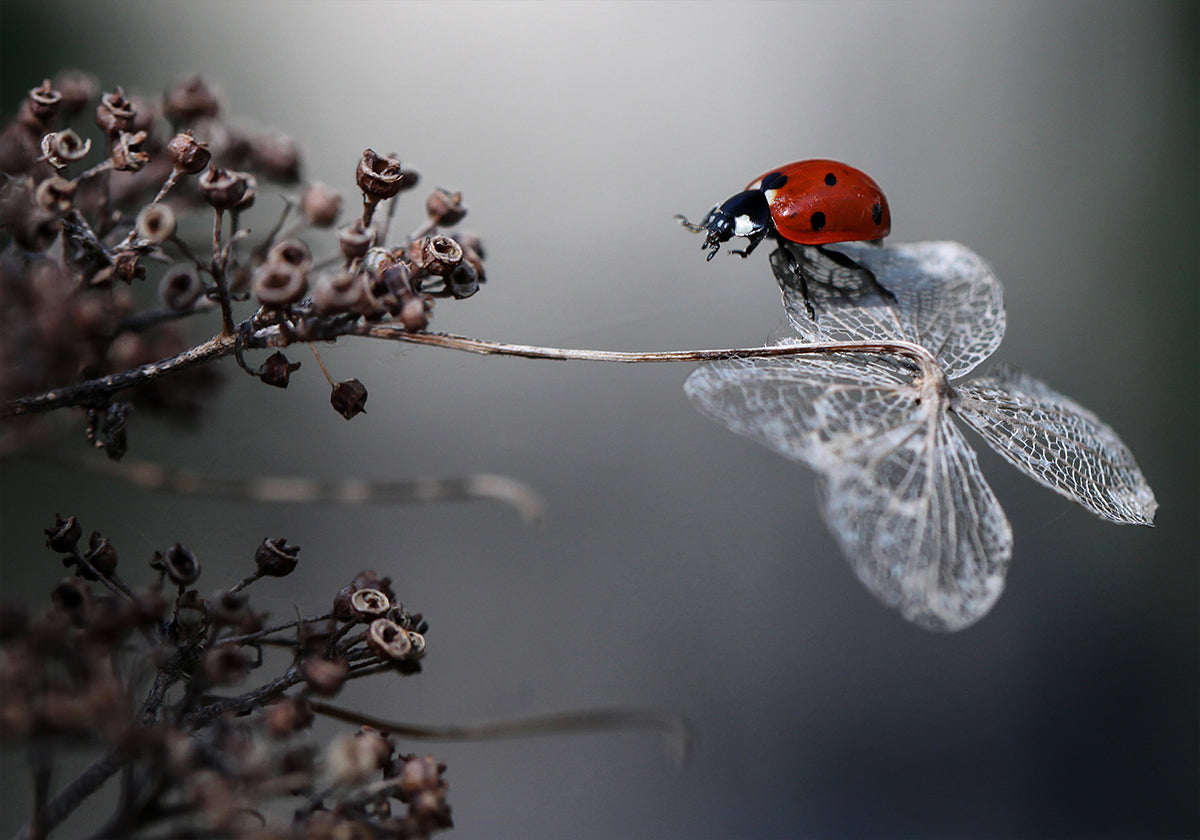 Ladybird on hydrangea. - Posterbox