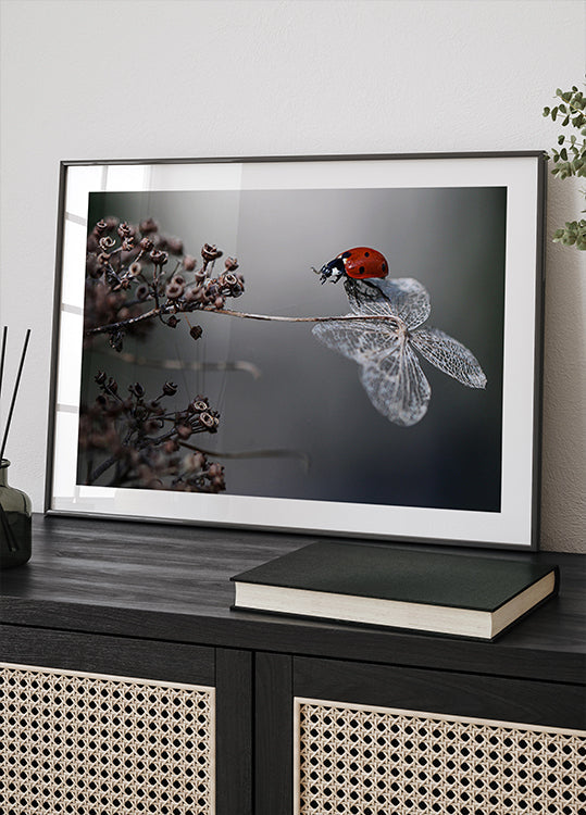 Ladybird on hydrangea. - Posterbox