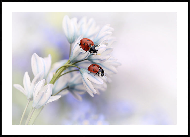 Ladybirds - Posterbox