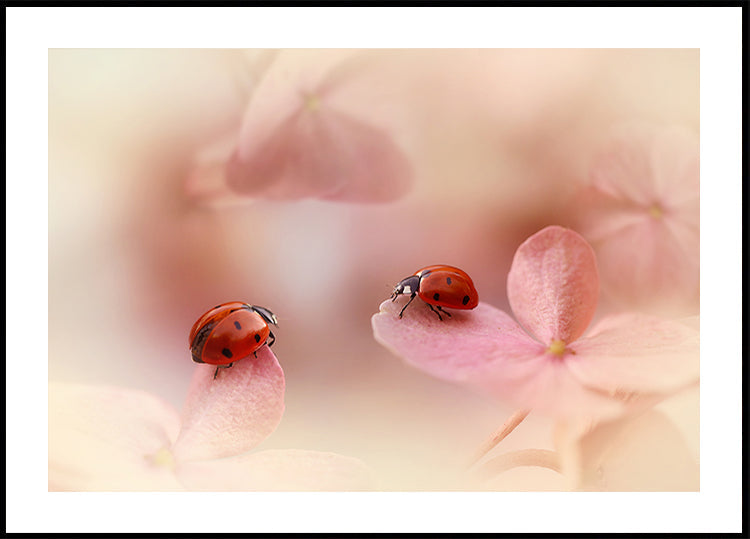 Ladybirds on pink hydrangea. - Posterbox
