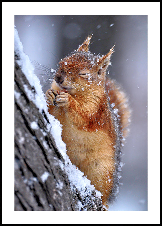 winter - Posterbox