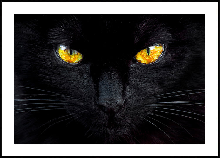 The hypnotist of the night - Posterbox