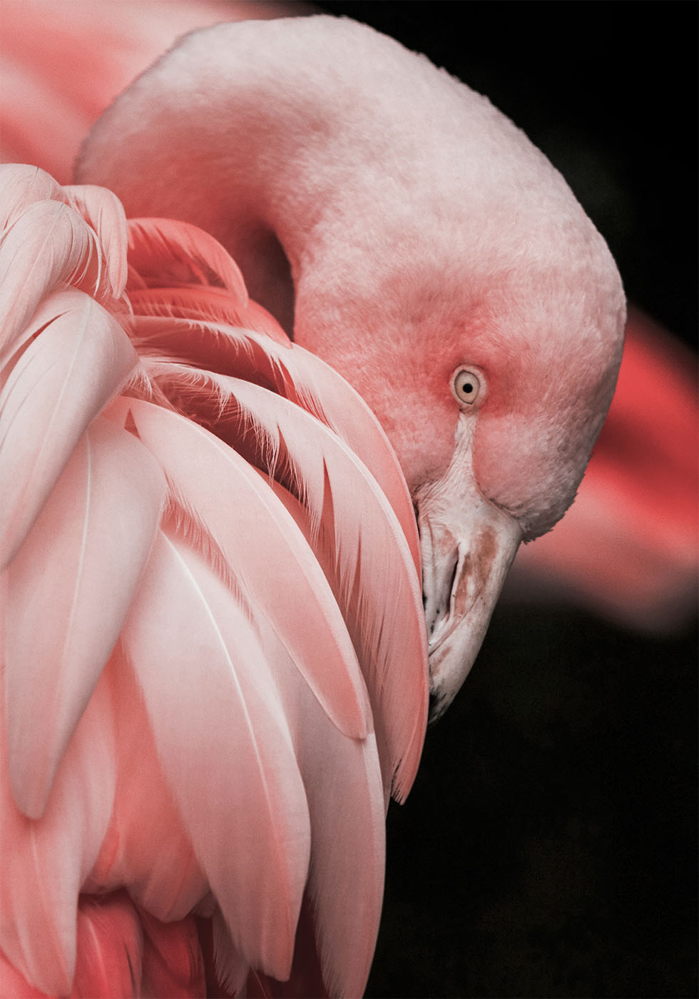 Flamingo Hide In Their Feathers Poster - Posterbox.dk