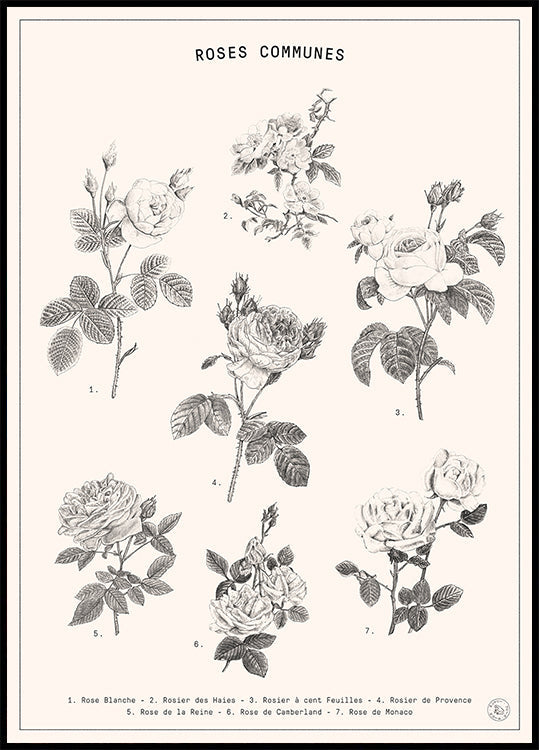 Roses Plakat - Posterbox