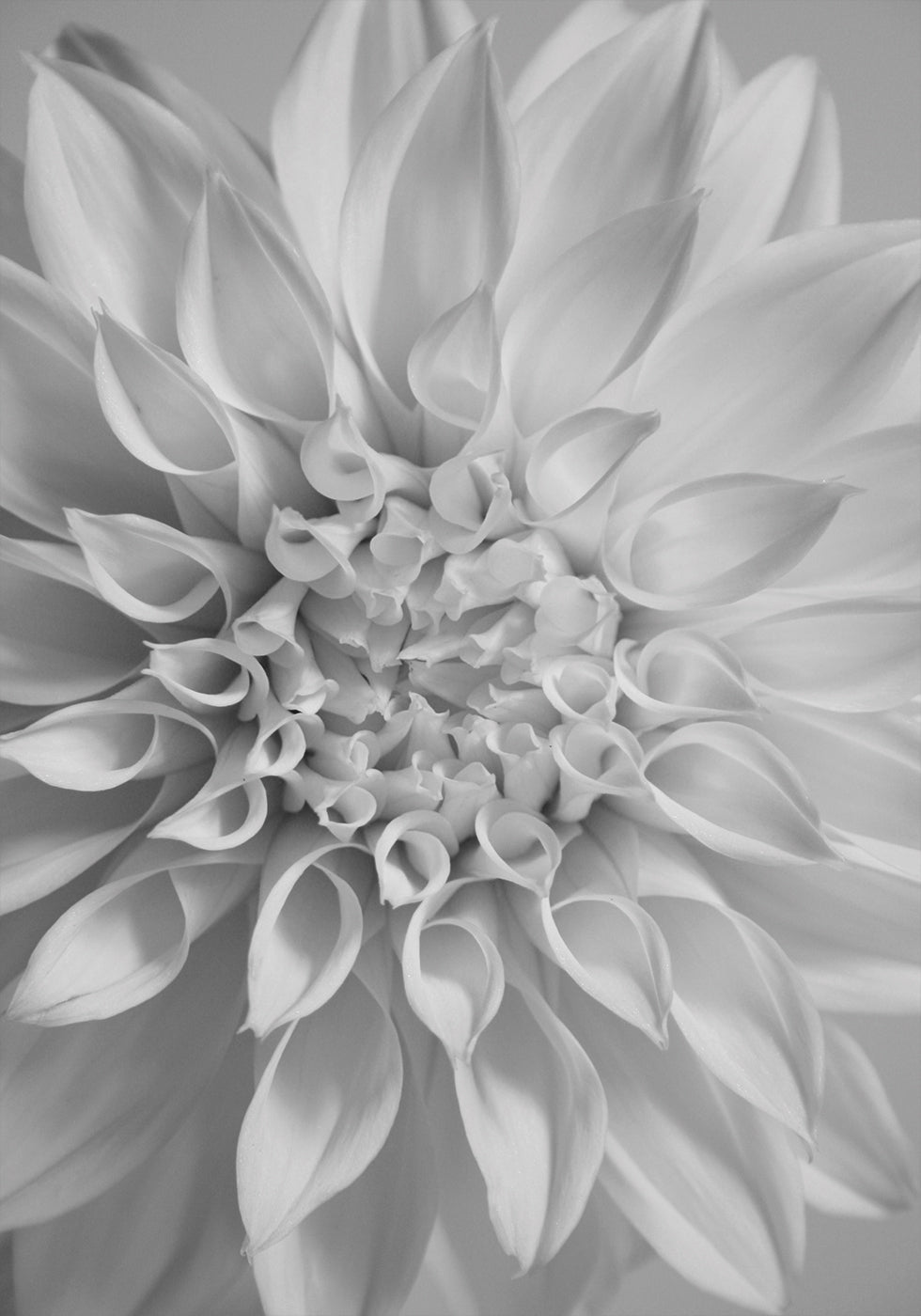 Blumenposter - Posterbox.dk