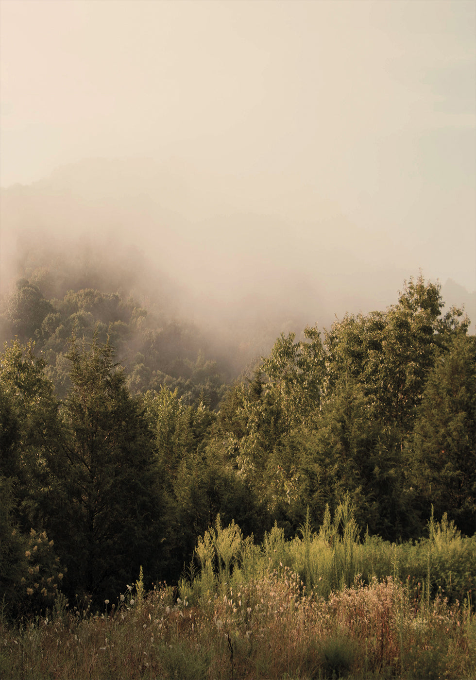 Poster „Nebliger Wald“ - Posterbox.dk