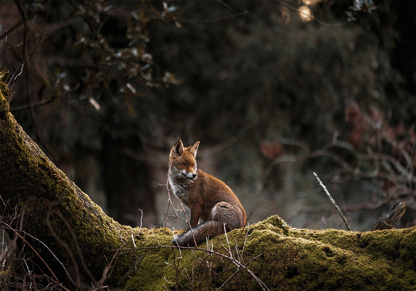 Fuchs im Wald Poster - Posterbox.dk