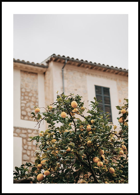 Zitronen-Poster - Posterbox.dk
