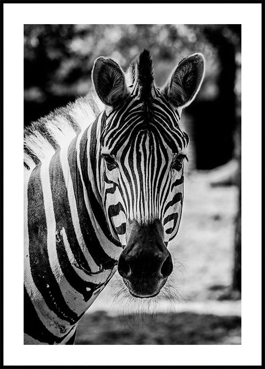 Zebra-Poster - Posterbox.dk