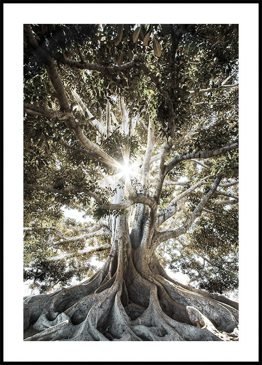 Baum mit großen Wurzeln Poster - Posterbox.dk