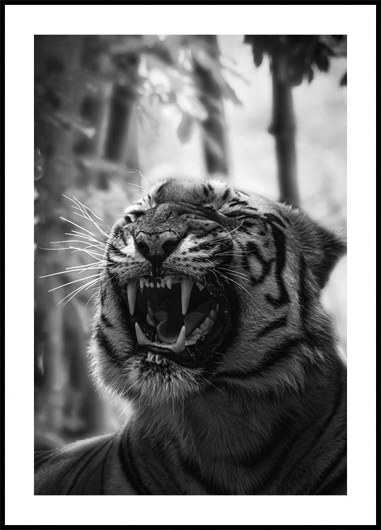 Angry Tiger Poster - Posterbox.dk