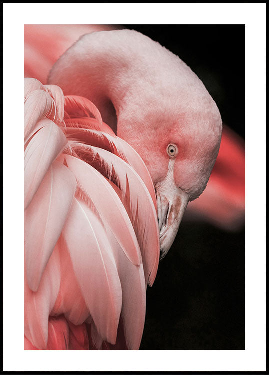 Flamingo Hide In Their Feathers Poster - Posterbox.dk