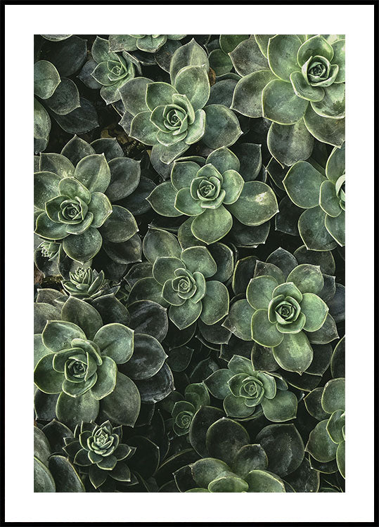 Close Up Green Poster - Posterbox.dk