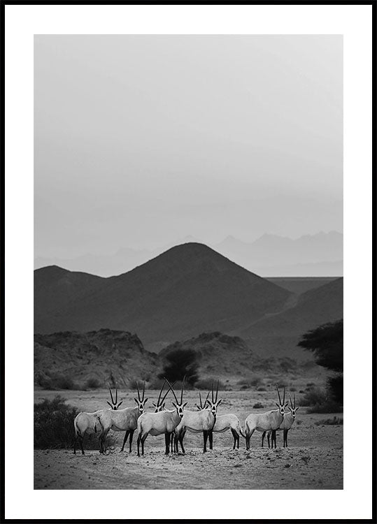 Arabischer Oryx Walk The Sands Poster - Posterbox.dk