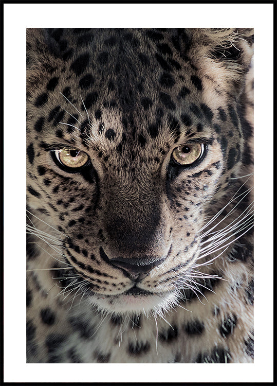 Leoparden-Poster - Posterbox.dk