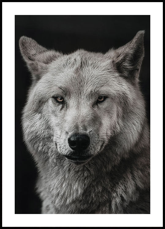 Grauer Wolf Poster - Posterbox.dk