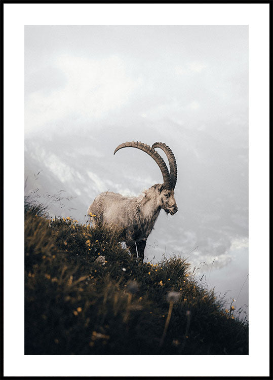 Alpensteinbock-Poster - Posterbox.dk