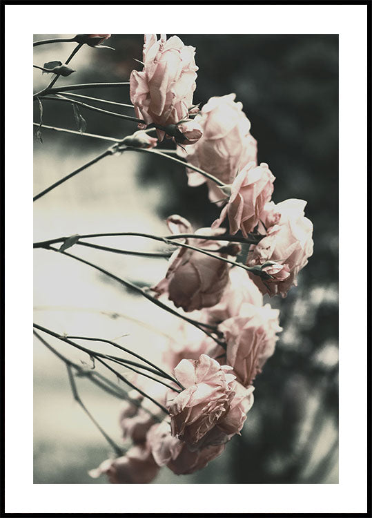 Rosenbusch-Poster - Posterbox.dk