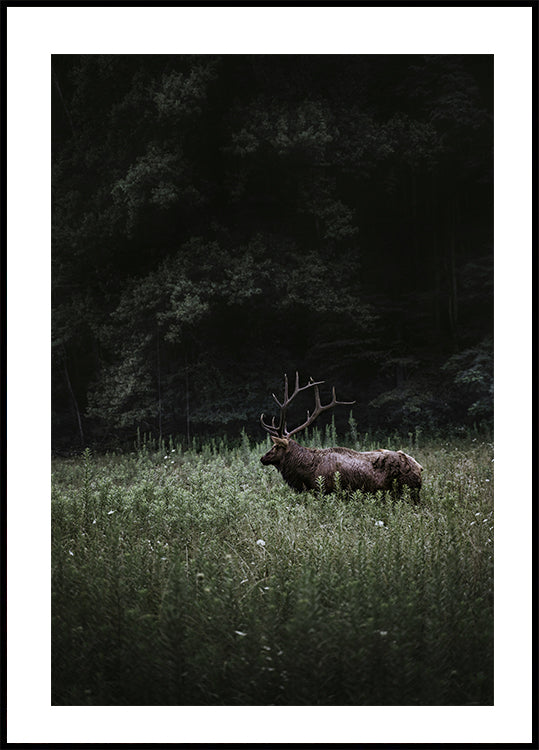 Hirsch in der Natur Poster - Posterbox.dk