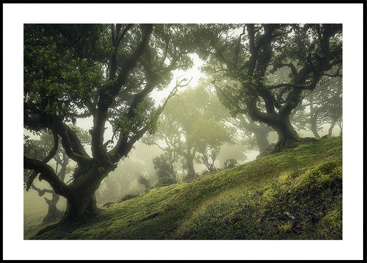 Enchanted Forest Plakat - Posterbox