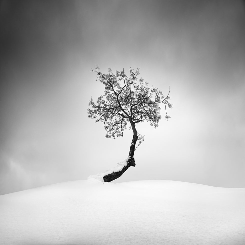 Winter Tree Plakat - Posterbox