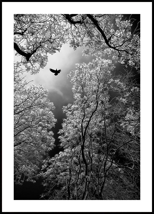 Flight - Posterbox