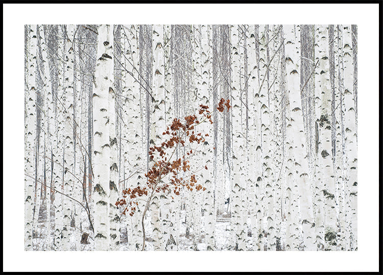 From White Plakat - Posterbox