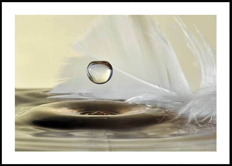 Feathers drop - Posterbox