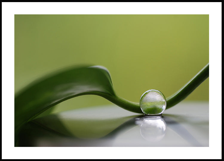 Green harmony - Posterbox