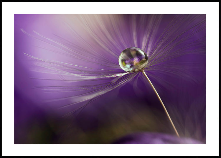 In shades of purple - Posterbox
