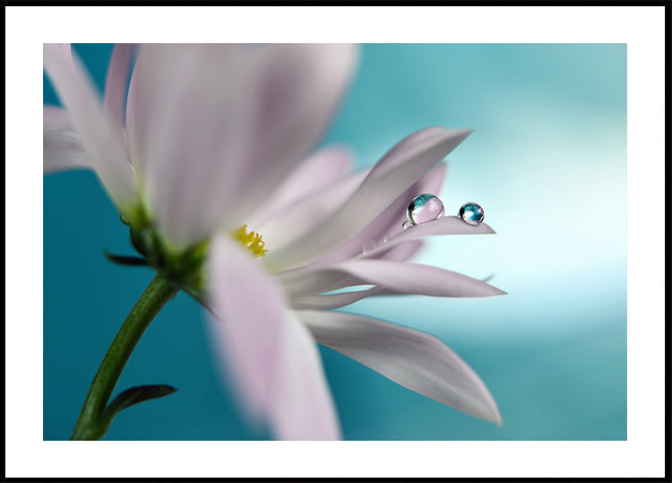 In turquoise Company - Posterbox