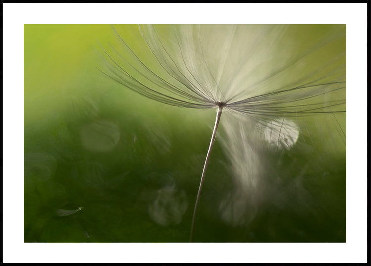 Shadows in the green - Posterbox