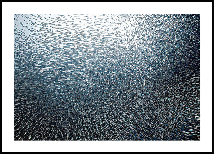 Sardines Firework - Posterbox