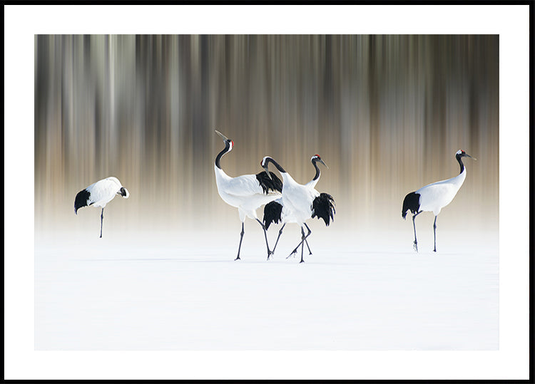 Red-crested white cranes Plakat - Posterbox