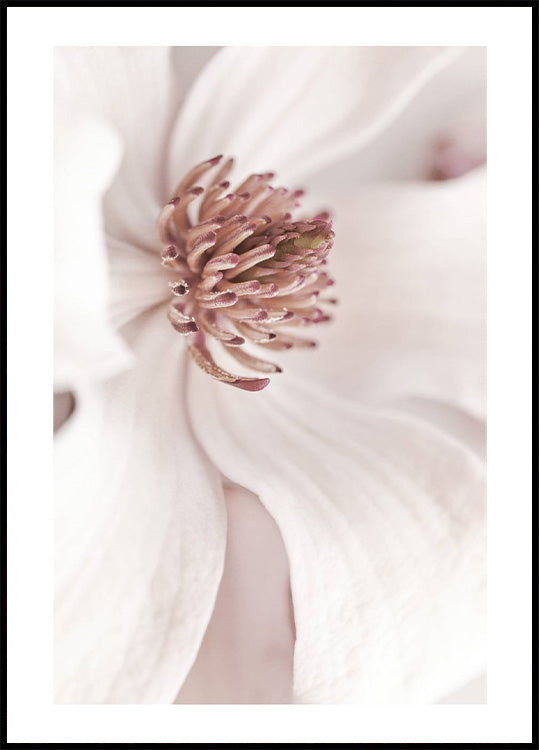 Beiges Magnolien-Poster - Posterbox.no
