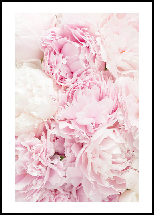 Pink Peony Dream Poster - Posterbox.no
