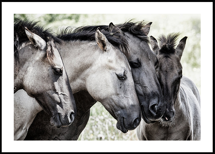 Four Konik Horses - Posterbox