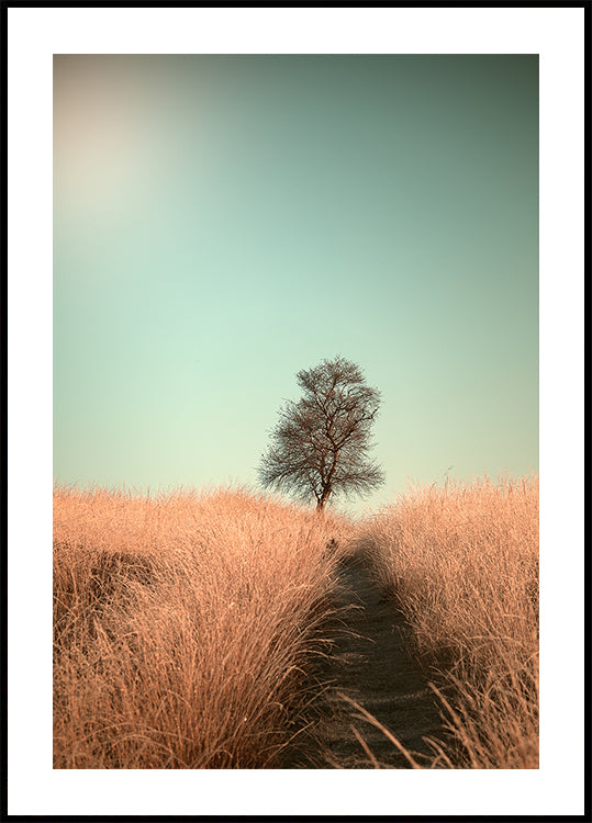 Grass and Path - Posterbox