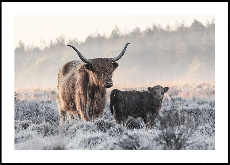 Highlander and Calf Plakat - Posterbox
