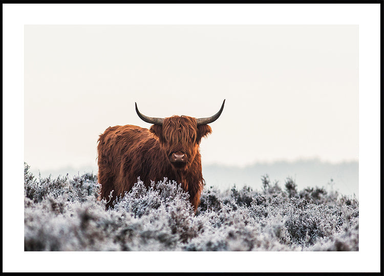 Highlander Plakat - Posterbox