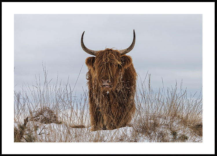 Highlander in Snow Plakat - Posterbox