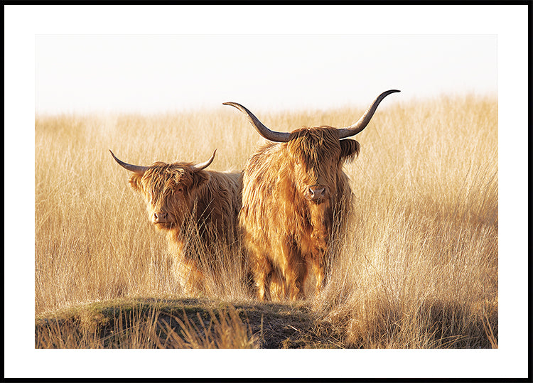 Young and Old Highlander Plakat - Posterbox