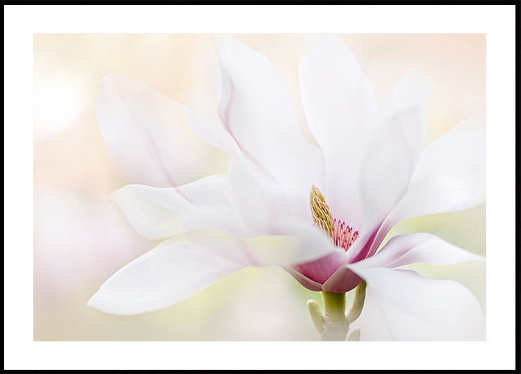 Purity - Posterbox