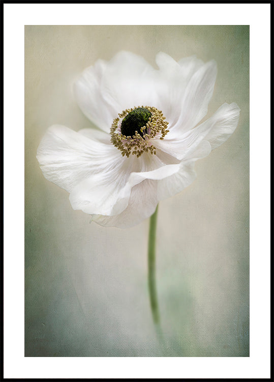 Single White - Posterbox