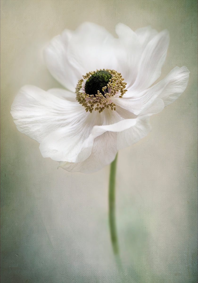 Single White - Posterbox
