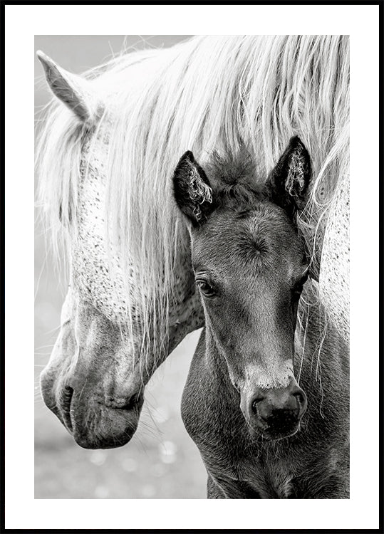The Foal Plakat - Posterbox